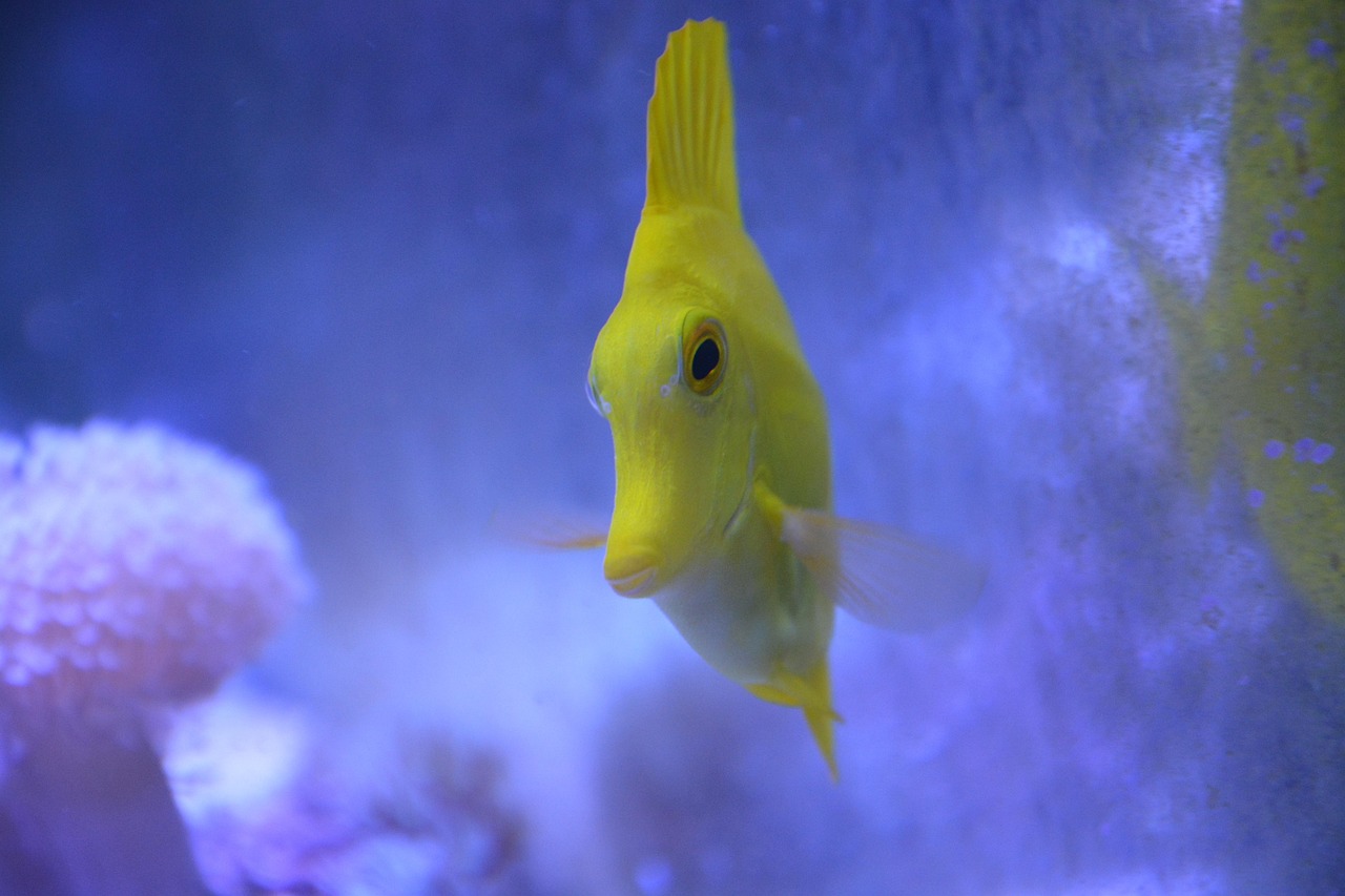 fish, yellow tang, aquarium