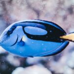Peixes marinhos felizes e saudáveis: a importância da alimentação adequada