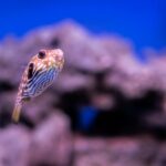 Baiacu em aquário: mitos e verdades sobre essa espécie popular