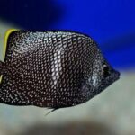 Wrought Iron Butterflyfish: Uma obra-prima da natureza marinha