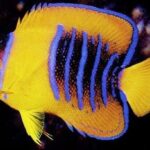 Clarion Angelfish: O esplendor do oceano em um peixe