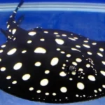 Freshwater Polka Dot Stingray: O charme inconfundível das águas doces