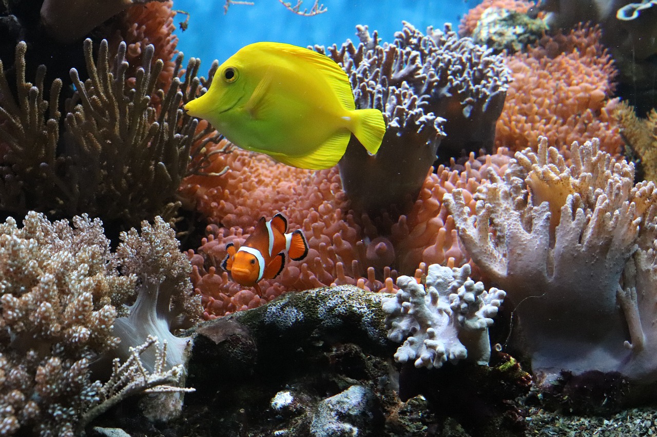 anemone, fish, underwater