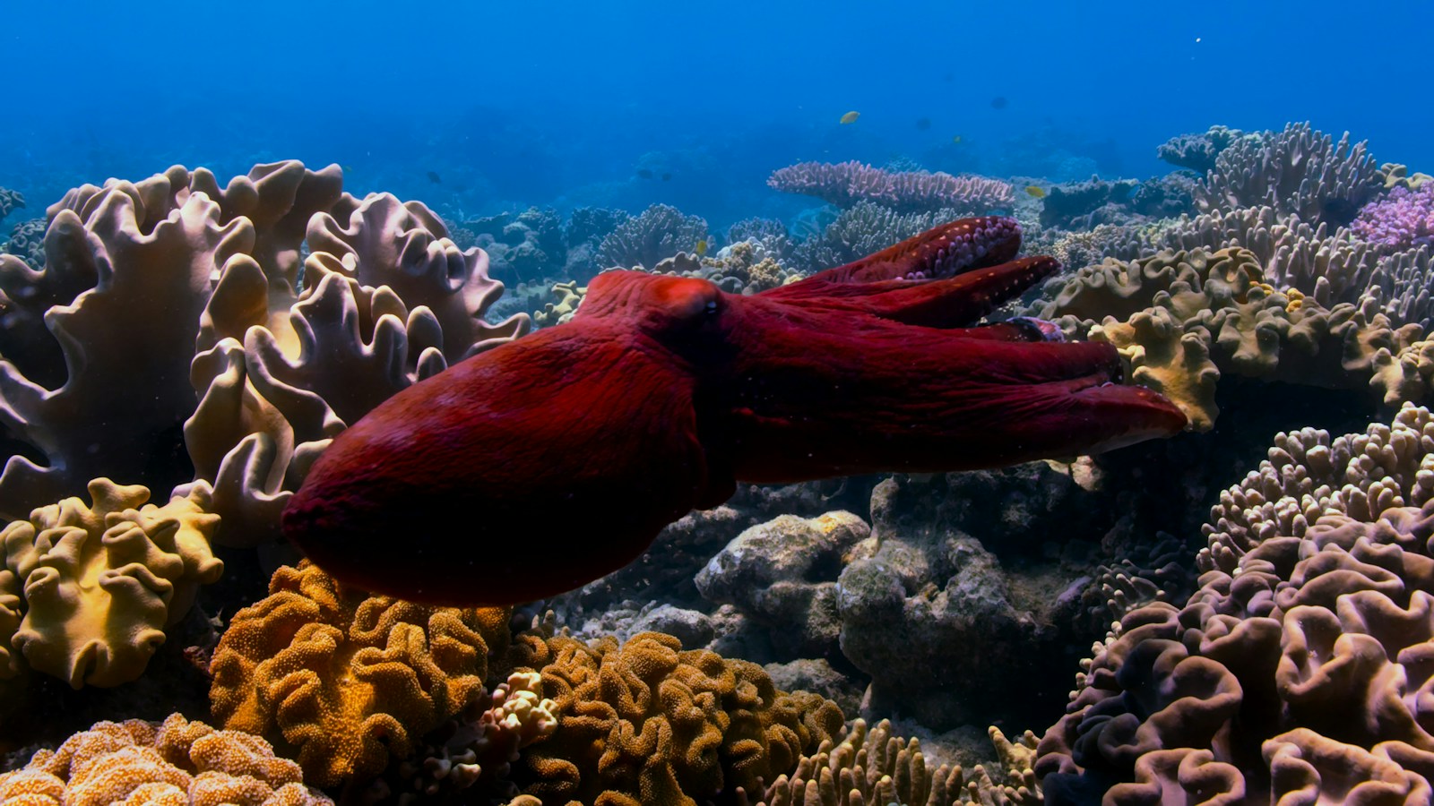 a large red fish swimming over a colorful coral reef
